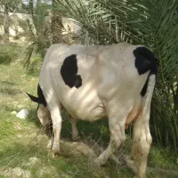 گاو گوساله دو رگ هلشتاین