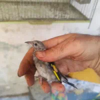 جوجه سهره نر و ماده کرمونی و گلبسر گلدار