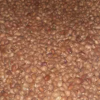 لوبیا چیتی محلی