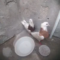 فروش فوری طوقی نر و ماده