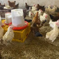 فروش مرغ محلی و مرغ تخم گذار