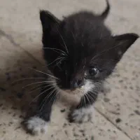 واگذاری 2بچه گربه