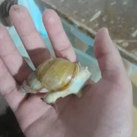 فروش ۲۵۰ عدد جوجه حلزون هفت روزه