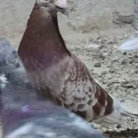 سه کفتر کیلو متری ضمانتی فروشی