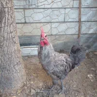 فروش یه خروس و ۴تا مرغ البته واروک