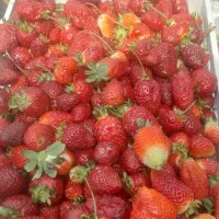 حراج توت فرنگی طبیعی ارومیه فقط ۱۵۰ هزار