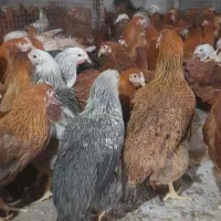 مرغ و خروس چهار ماهه
