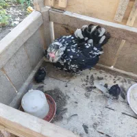 مرغ گلین با جوجه