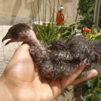 مرغ و جوجه