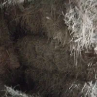 کاه یونجه تخمی