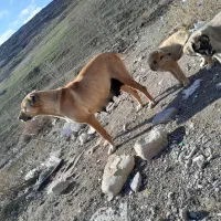 سگ سرابی