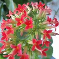 جویای کارسریدرای باغ ویلا ومجتمع هستم