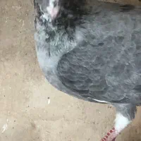 چندتا کفتر رنگه پرشی جفت گاه