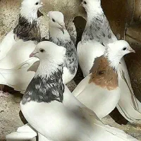 یک کبوتر پیدا شده