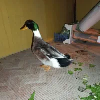 اردک کله سبز