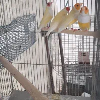 ۲ جفت فنچ گلدین