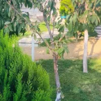استخدام سرایدار