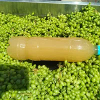آبغوره بدون نمک