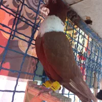 کفتر کبوتر نواری خطی یا رسمی سرخ نر