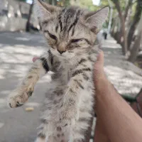 گربه ۲ ماهه