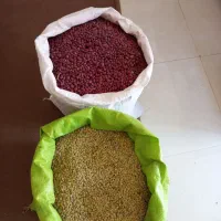 لوبیا عدس
