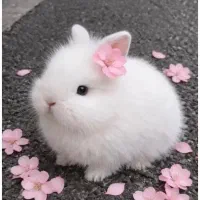 بچه خرگوش لوپ
