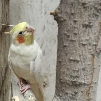 عروس هلندی جفت