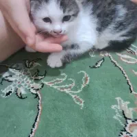 گربه|گربه|مرودشت, ژیان|دیوار