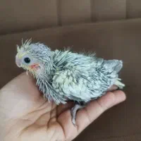 جوجه عروس هلندی