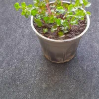 تعدادی گل با قیمت مناسب