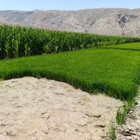 تخمدون چلتوک بذر لنجونی قرمز پاکوتاه