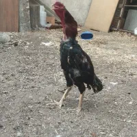 خروس لاری