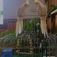 عروس هلندی