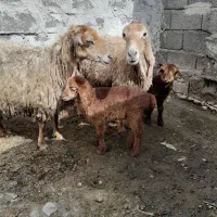 ۲عدد گوسفند بره دار