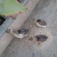 سه عدد جوجه طاووس همراه مادر