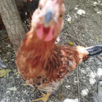 خروس ۹ ماهه