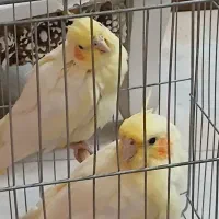 عروس هلندی