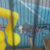 مرغ عشق ماده بالغ