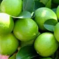 لیمو شیشه کیلویی 200تومن بزرگ آب دار