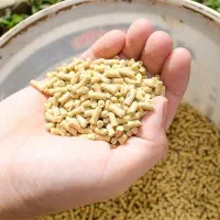 خوراک تخمگذار کاشمر