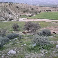 چوپان