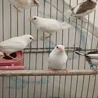 فنچ بنگالی  پولکدار  سفید   ابلغ کاکلی