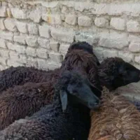 گوسفند جوان