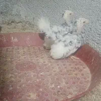 جوجه چاپنیز متلد اصل کف خواب