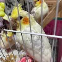 فروش عروس هلندی