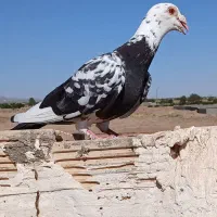 سوسکی