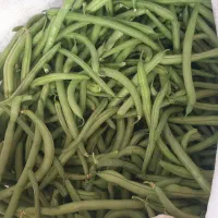 لوبیا سبز محلی روستا ها گلزار قریت العرب