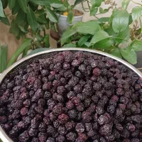 آلبالو خشک امسالی