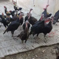 بوقلمون و خروس لاری