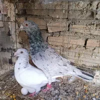 کبوتر پلاکی سرور و مسافتی